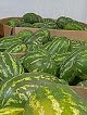 Negocio Importadora Y Exportadora De Frutas Y Legumbres De México