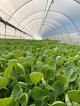 Negocio Mr. Fresh Vegetables, Llc