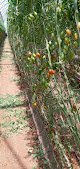 Negocio Naturesweet Planta Nayarit