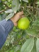 Negocio Proveedor De Cítricos Tamaulipas