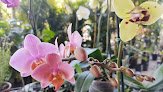 Negocio Vivero La Flor De Morelos