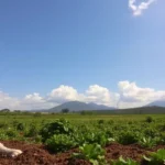 colima